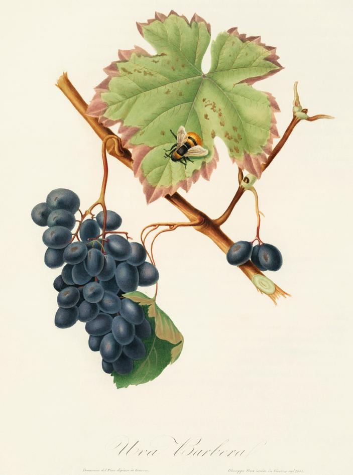 Barbera, its plate