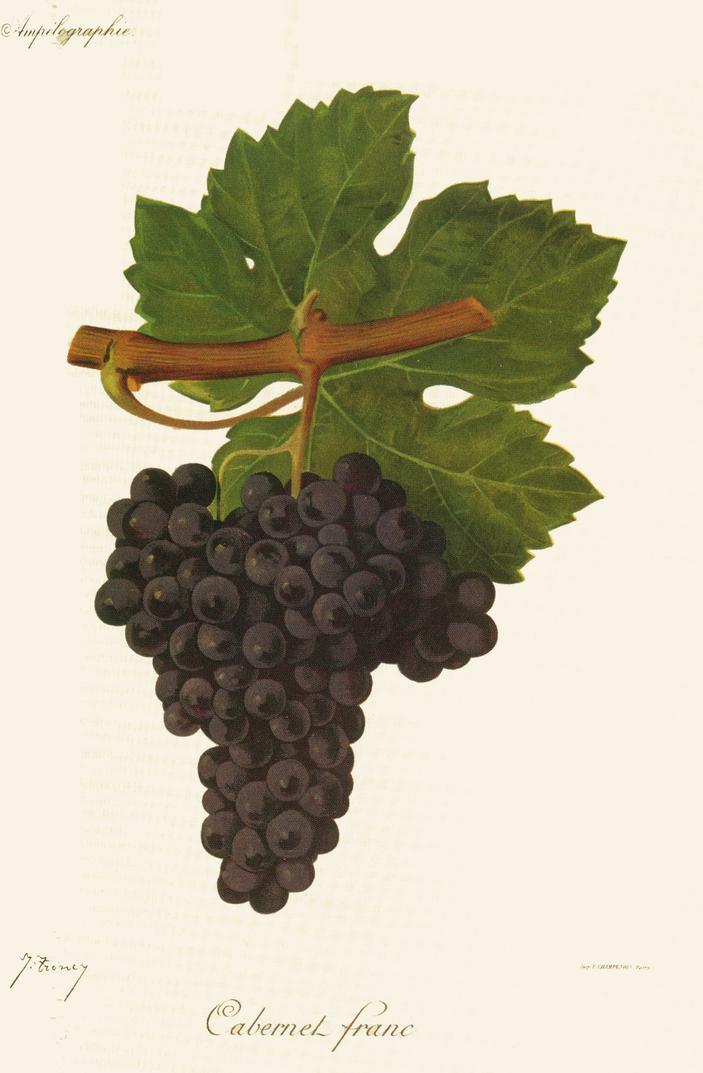 Cabernet Franc, its plate