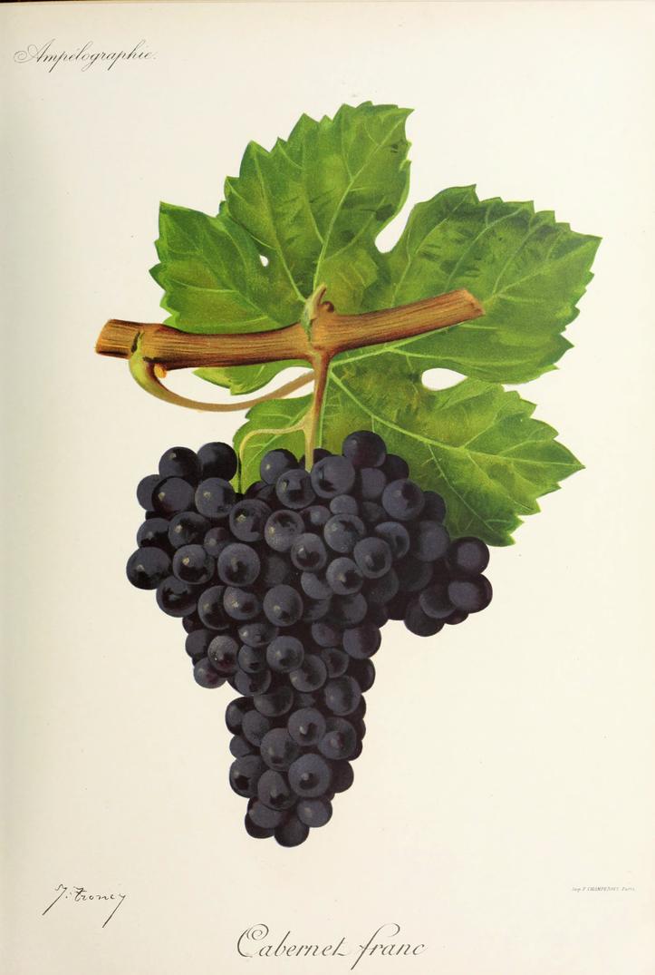 Cabernet Sauvignon, its plate