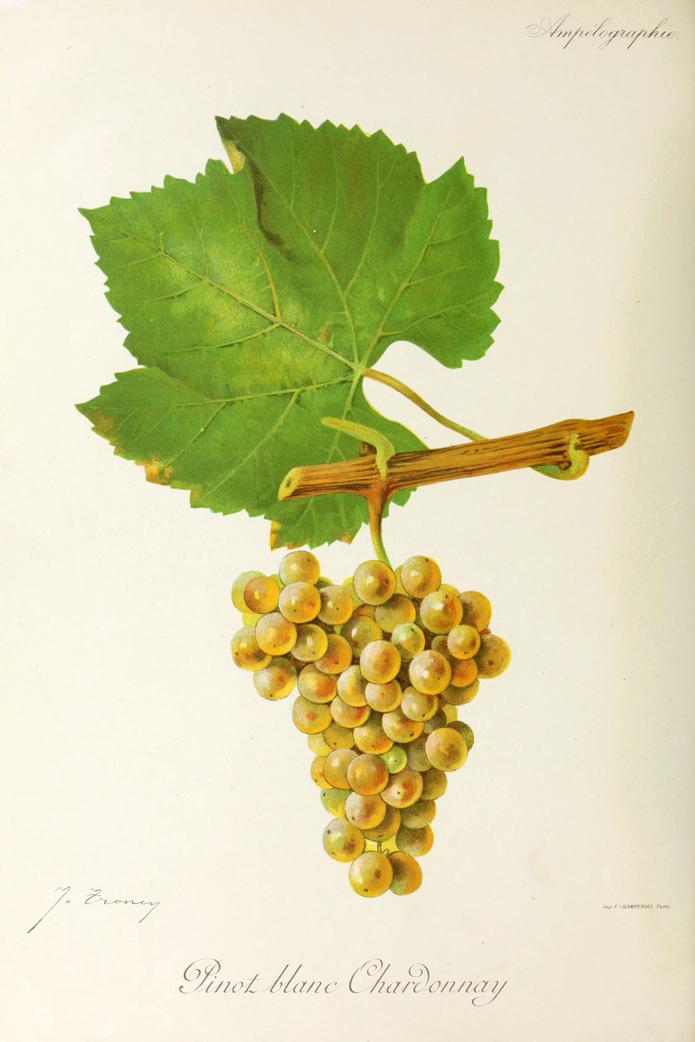 Chardonnay, its plate