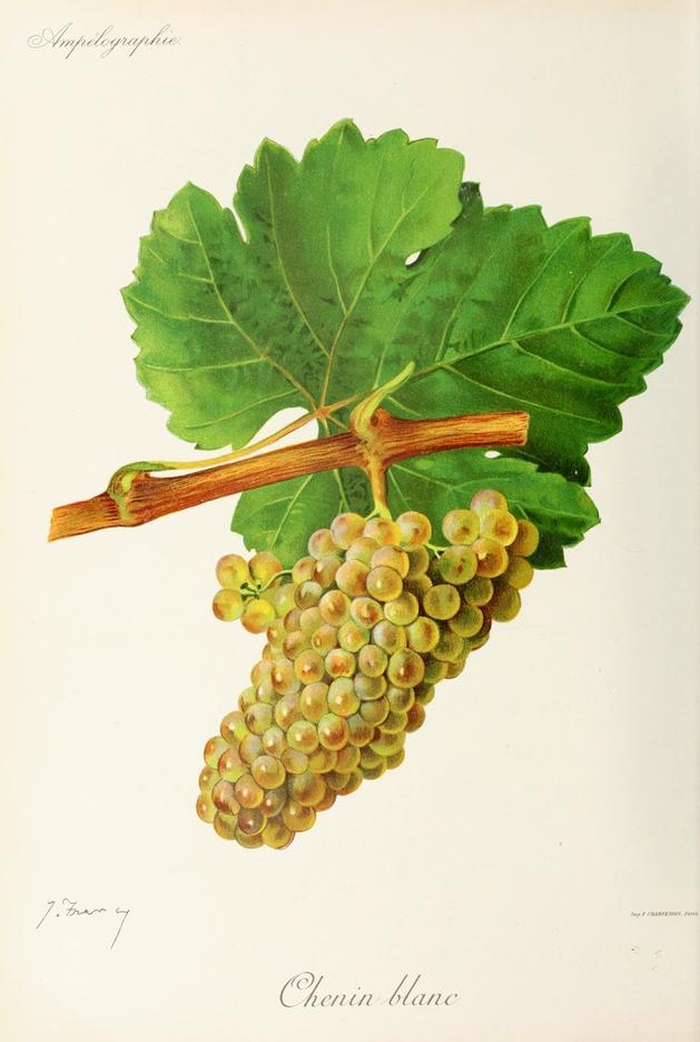 Chenin Blanc, its plate