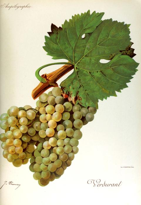 Verdurant