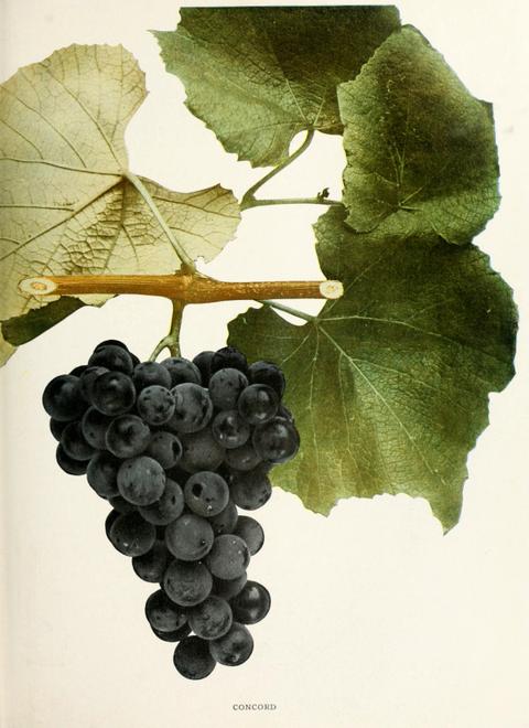 Concord