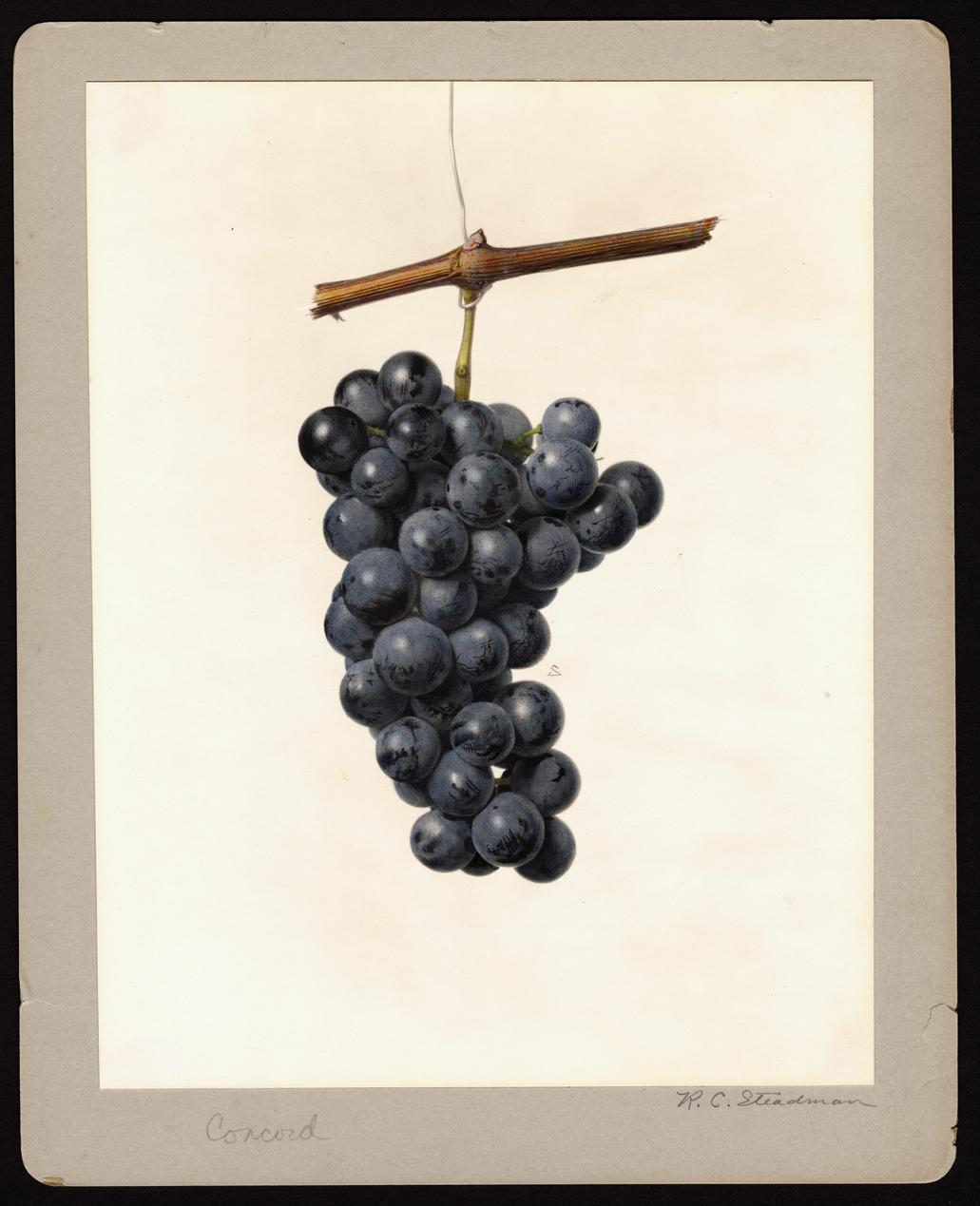 Concord