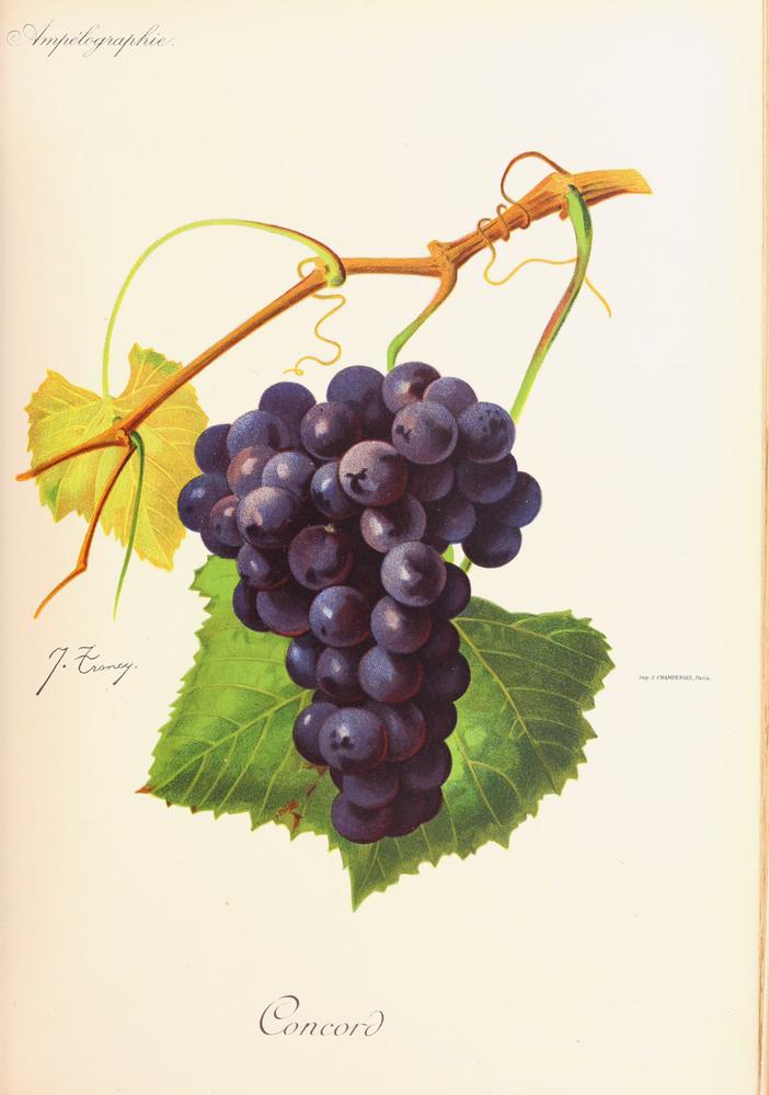 Concord, its plate