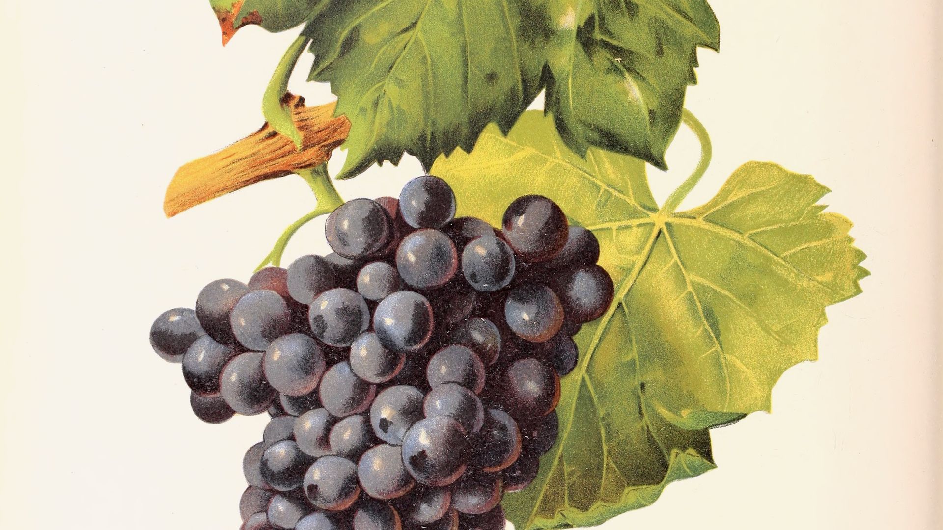 Grenache, its plate