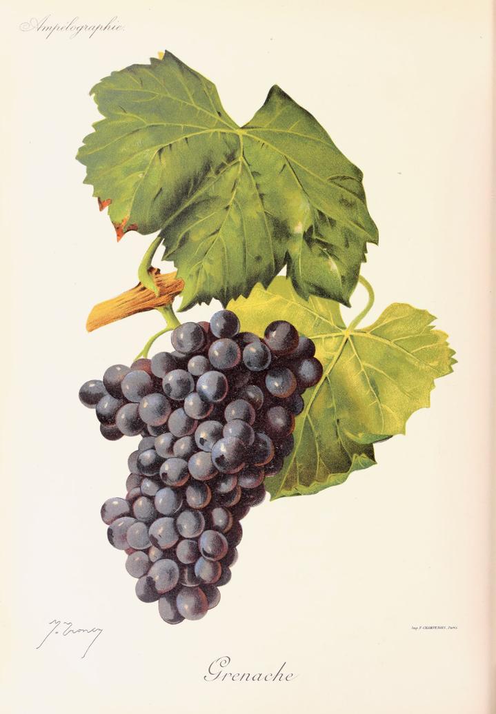 Grenache, its plate