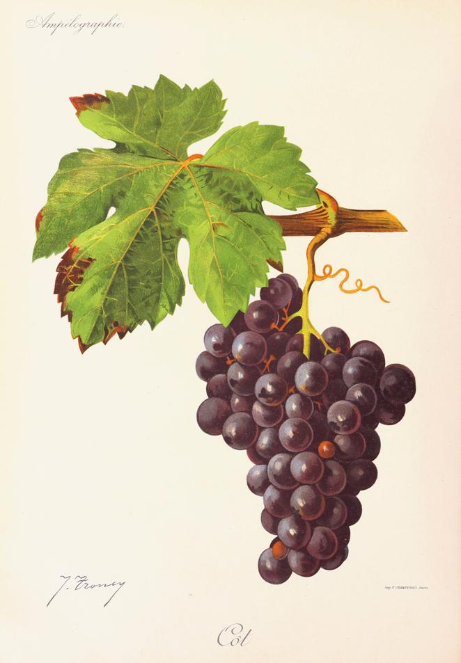 Malbec, its plate