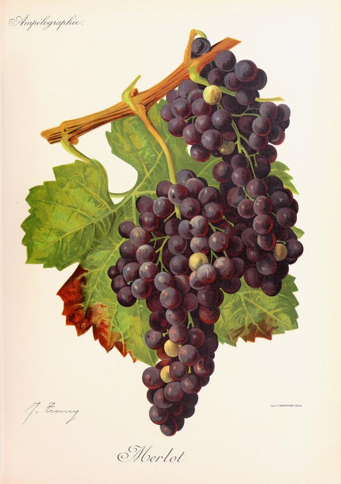 Merlot, its plate