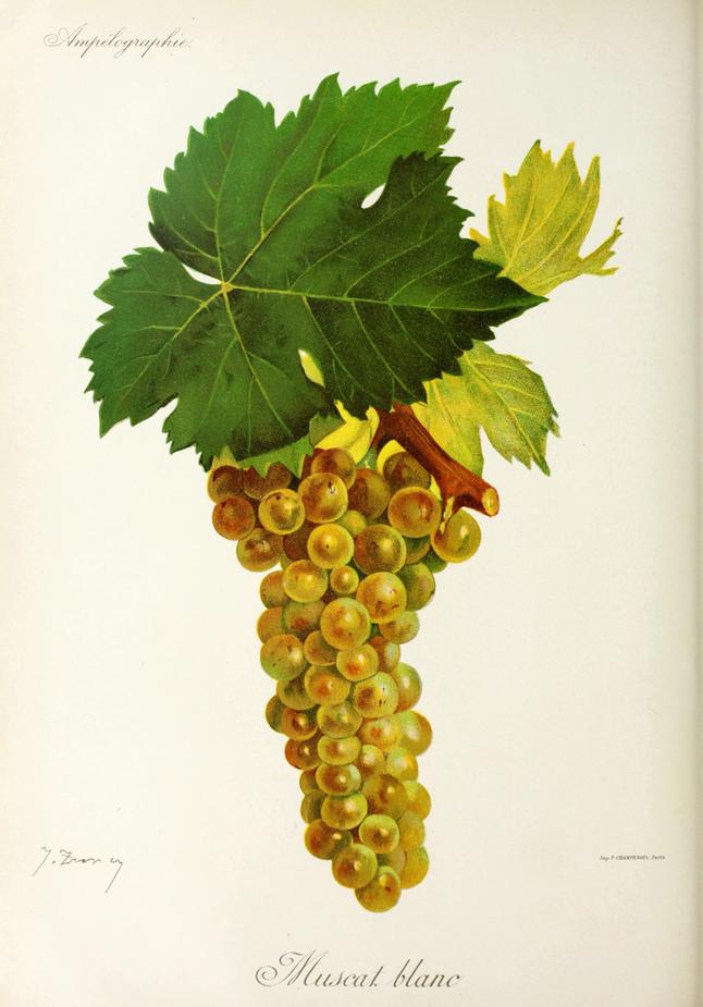 Moscato, its plate