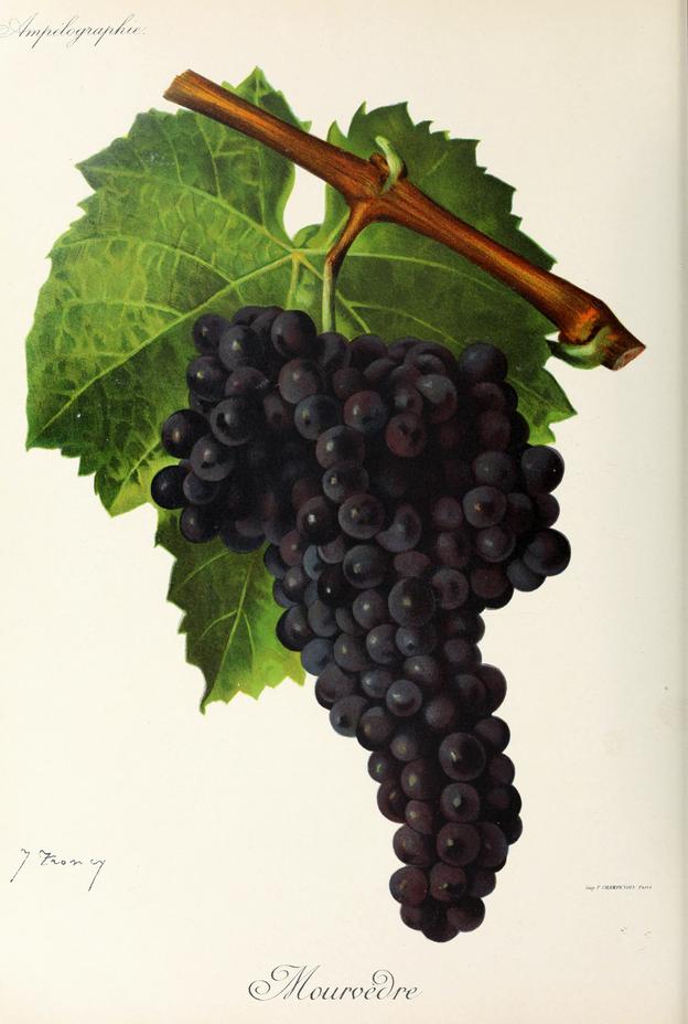 Mourvèdre, its plate
