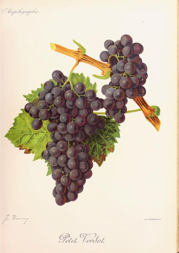 Petit Verdot, its plate
