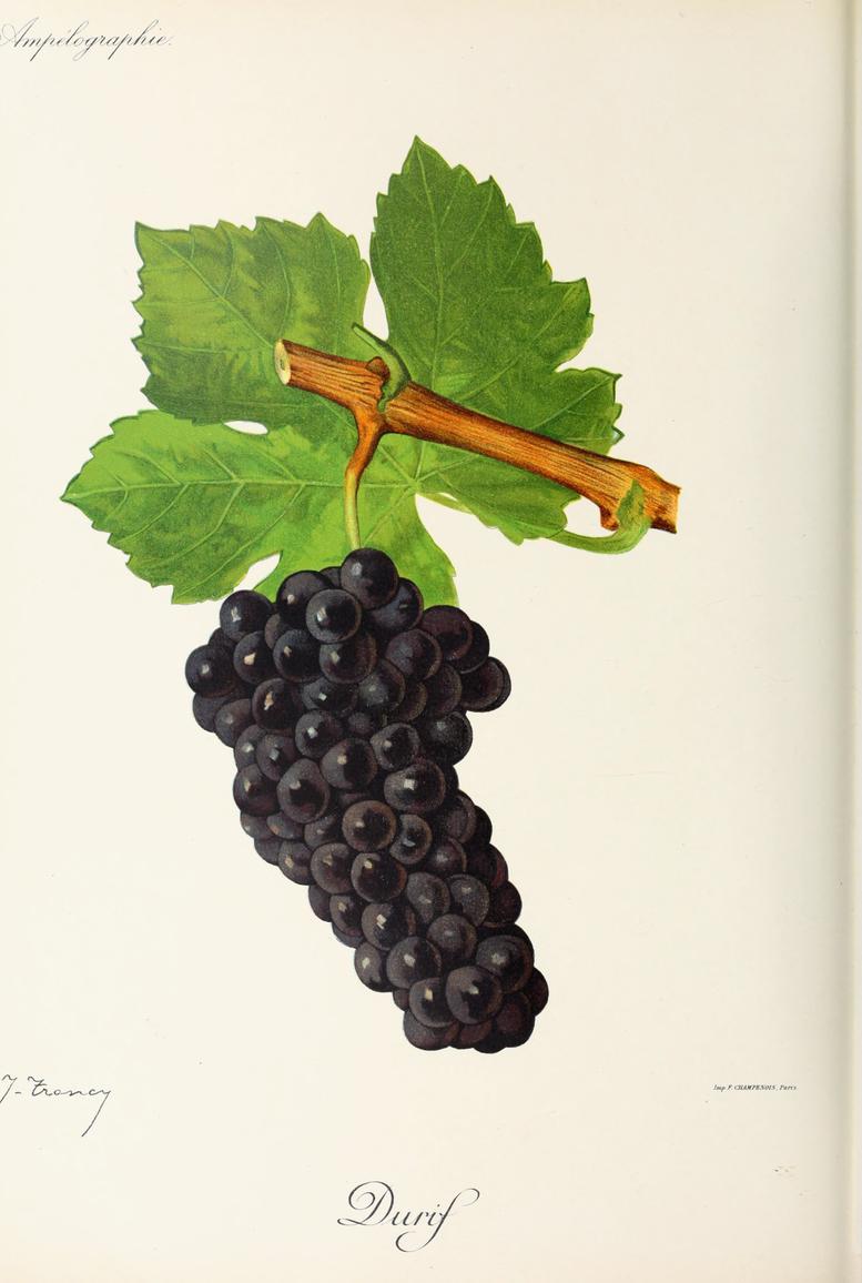 Petite Sirah, its plate