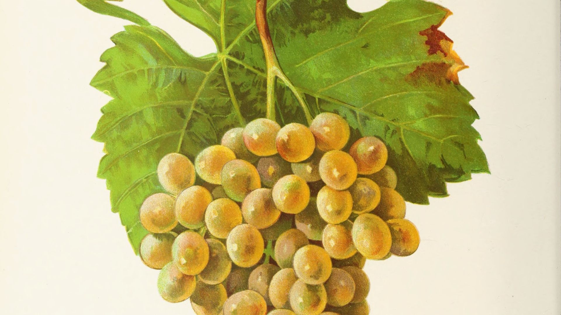 Picpoul Blanc, its plate