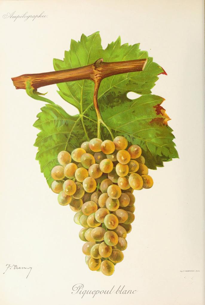 Picpoul Blanc, its plate