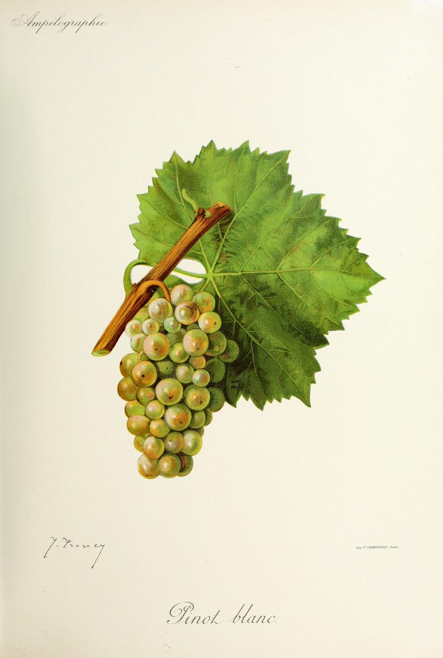 Pinot Blanc, its plate