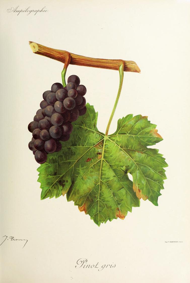 Pinot Gris, its plate