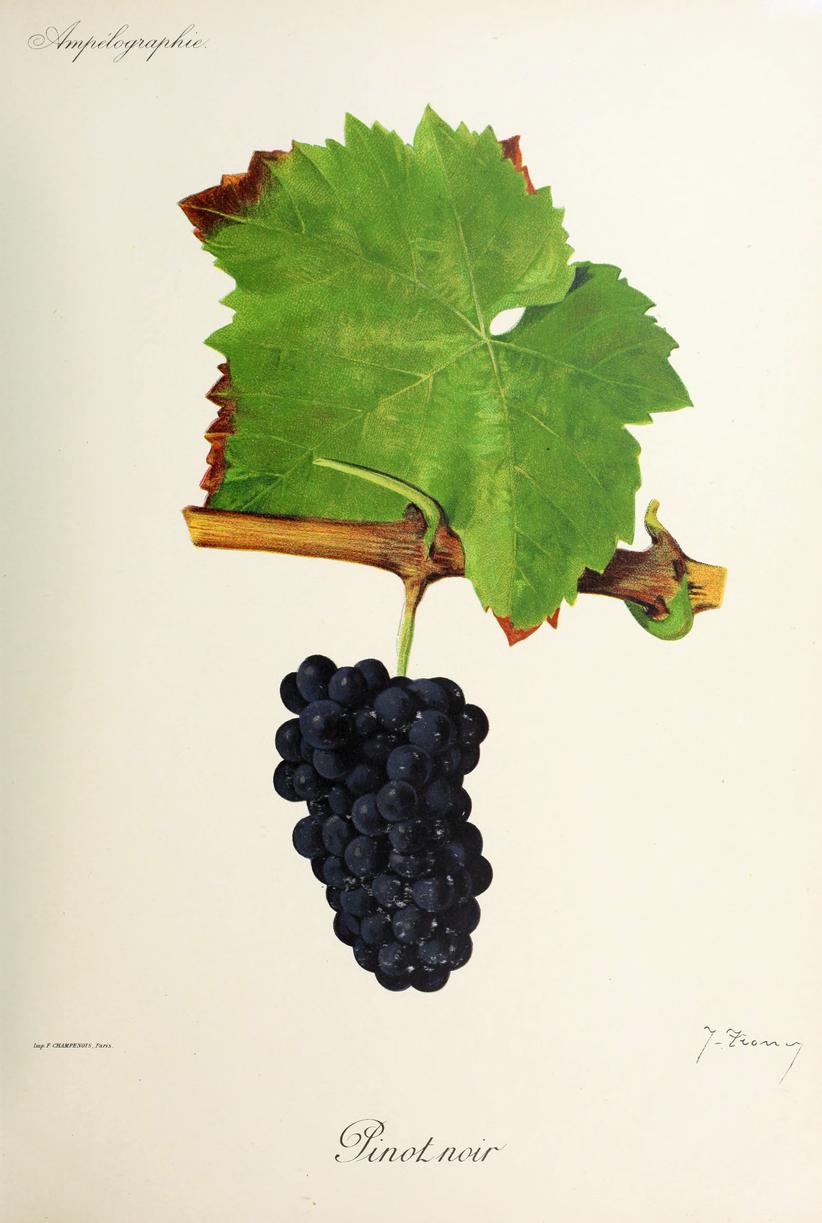 Pinot Noir, its plate