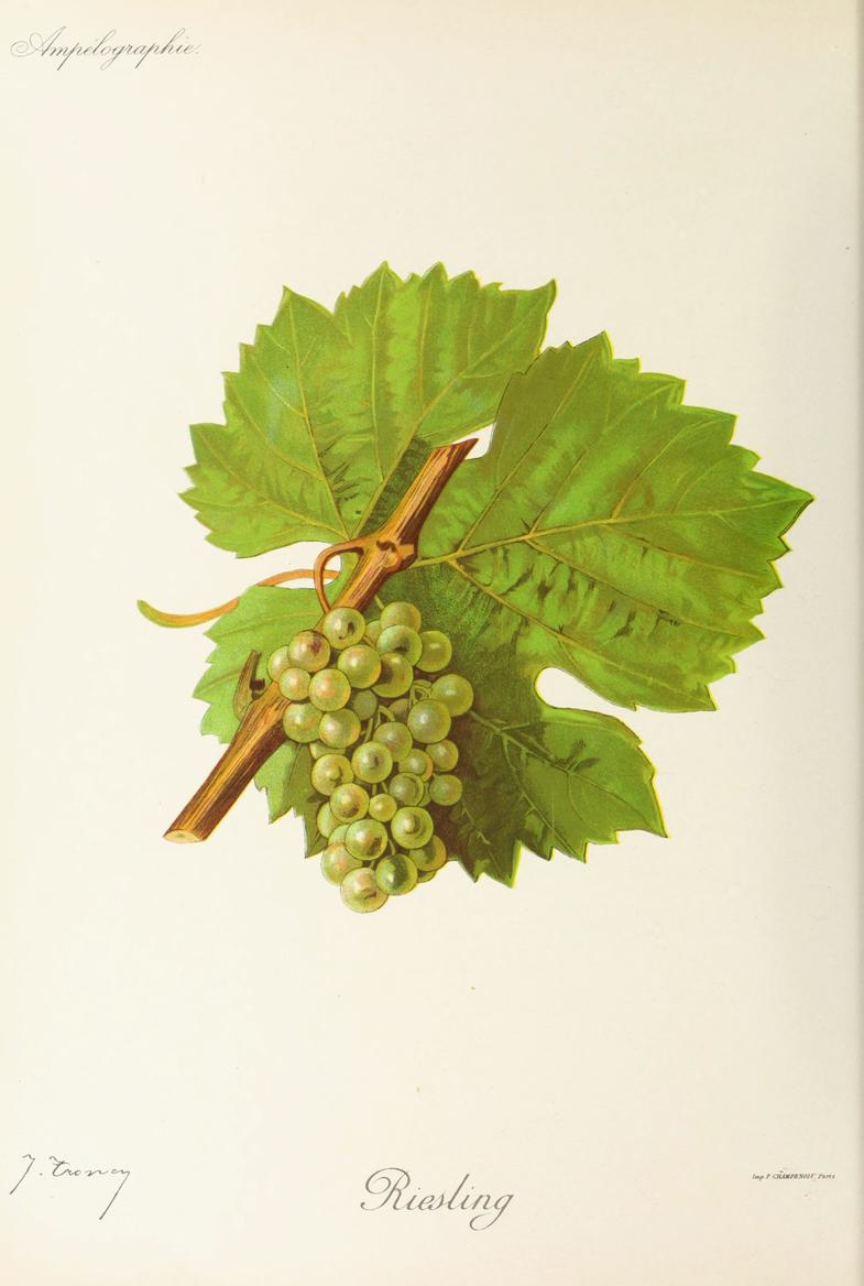 Riesling, its plate