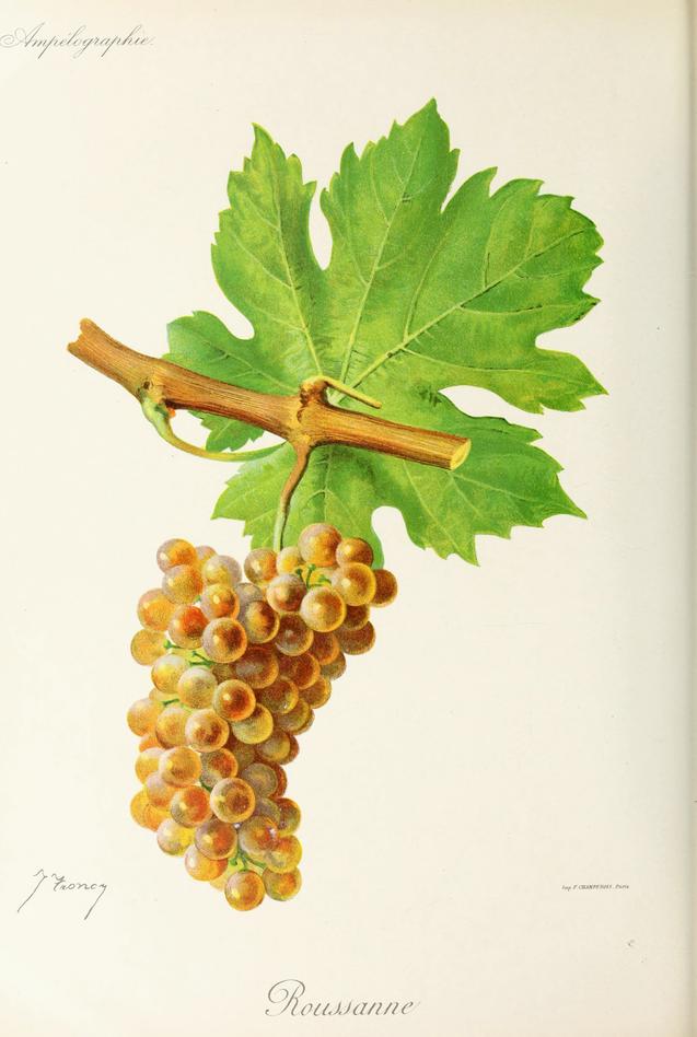 Roussanne, its plate