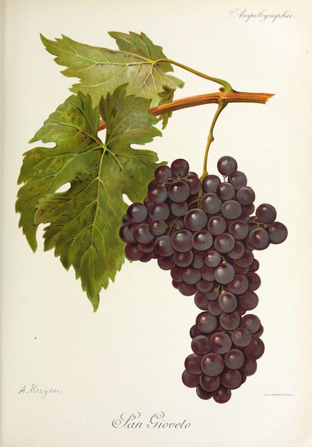 Sangiovese, its plate