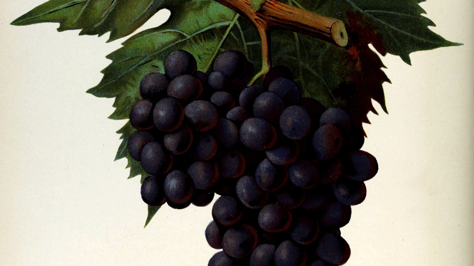 Nielluccio
