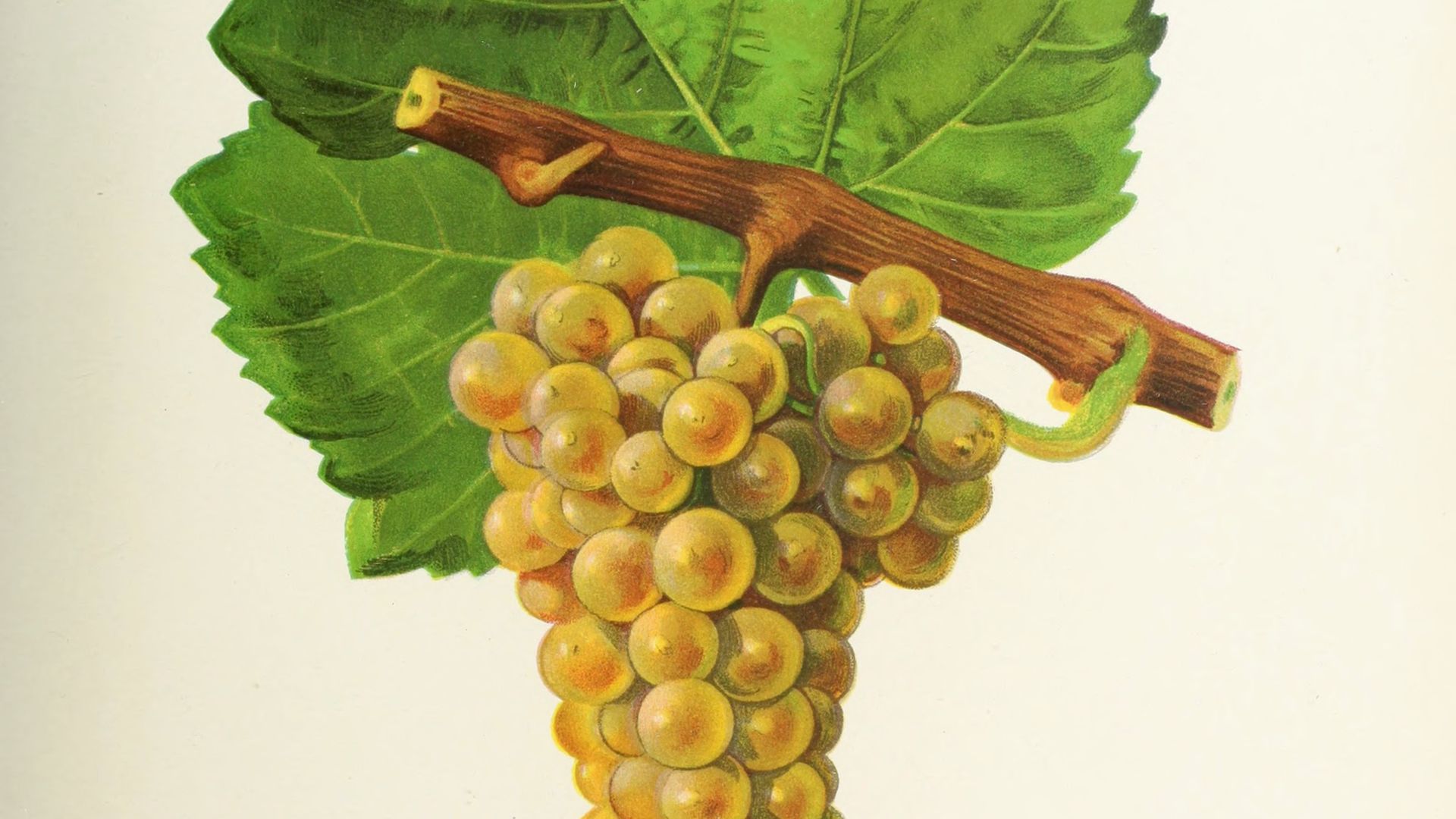Sauvignon Blanc, its plate
