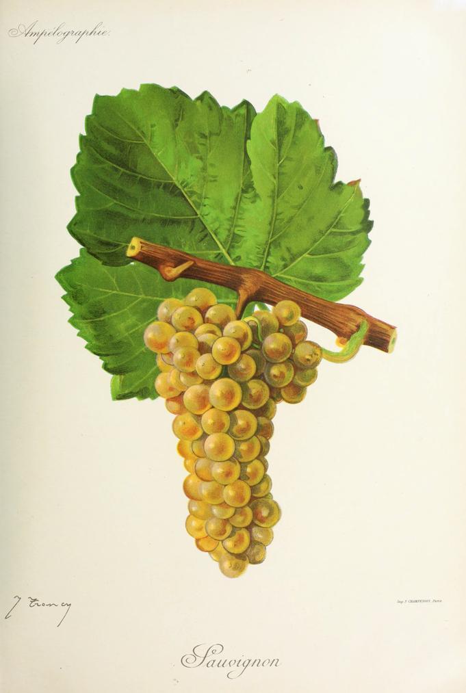 Sauvignon Blanc, its plate