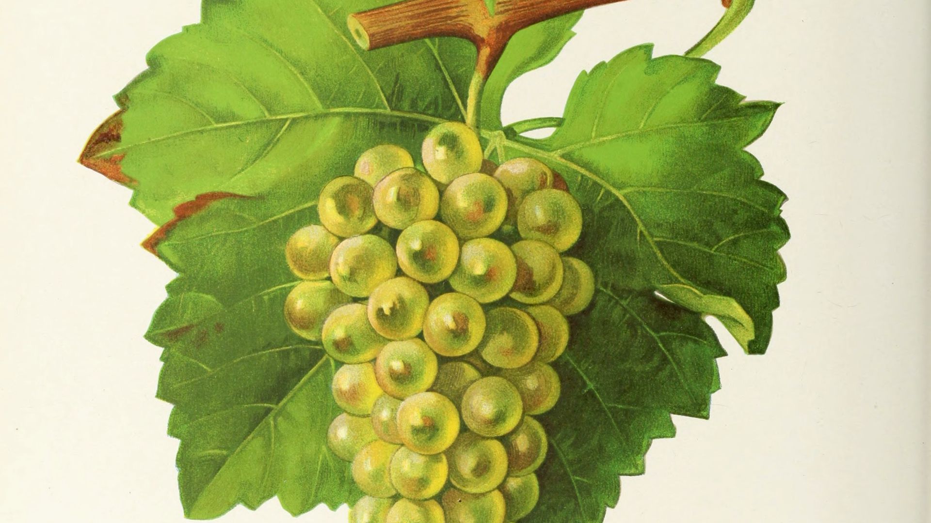 Gros Sauvignon