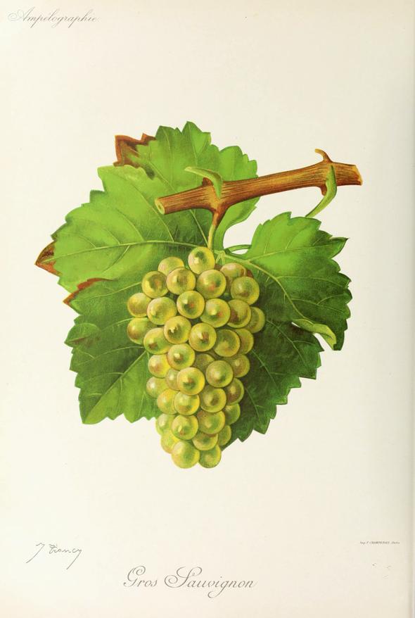 Gros Sauvignon