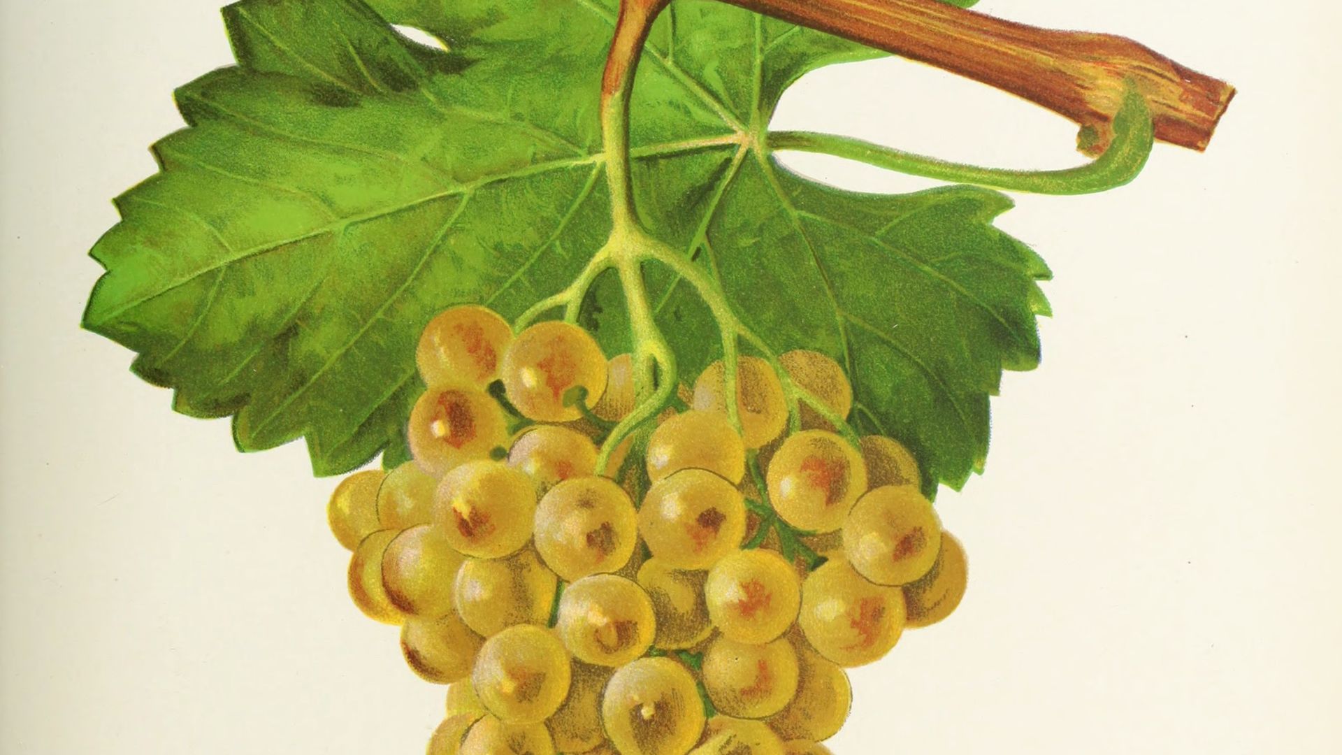 Gros Sémillon