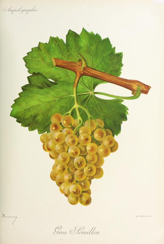 Gros Sémillon