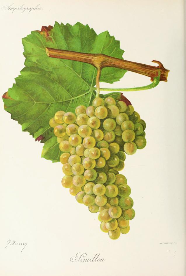 Semillon, its plate