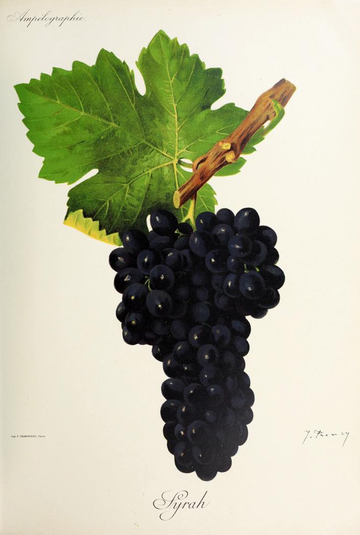 Syrah, its plate