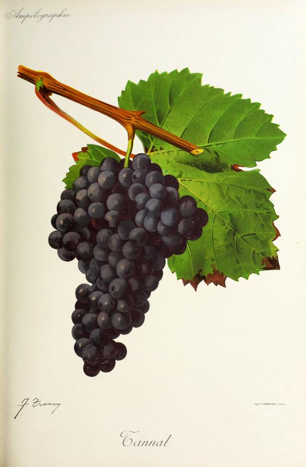 Tannat, its plate