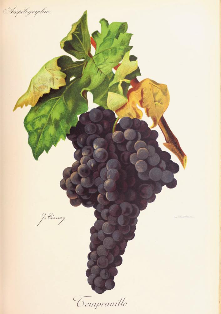Tempranillo, its plate