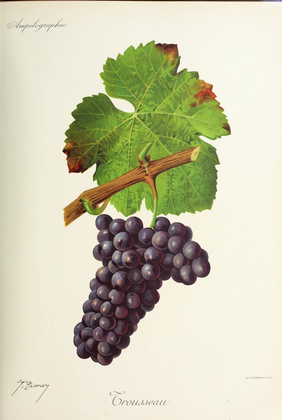 Trousseau, its plate