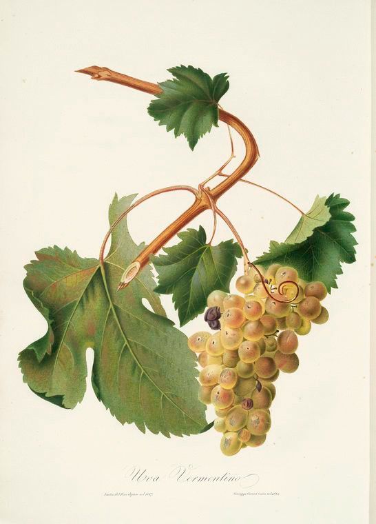 Uva Vermentino