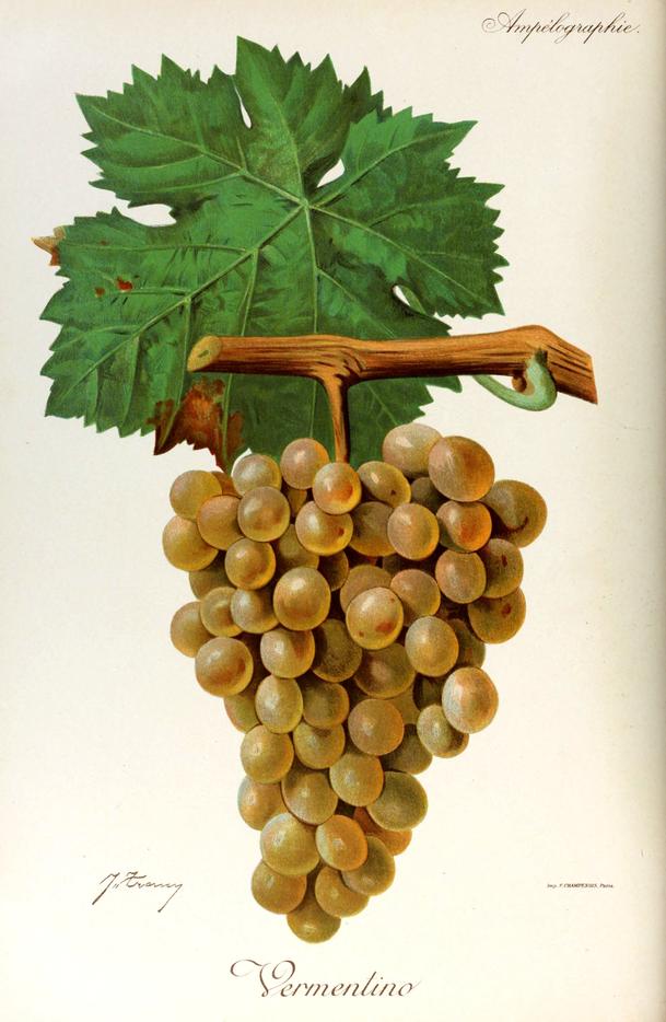 Vermentino, its plate