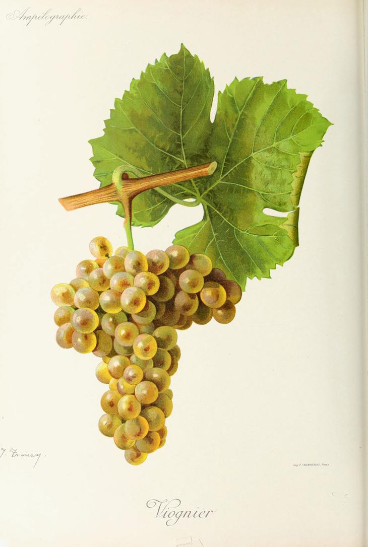 Viognier, its plate